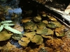 aquatic plant