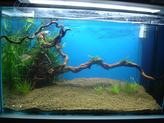 Maia's Tank pictures