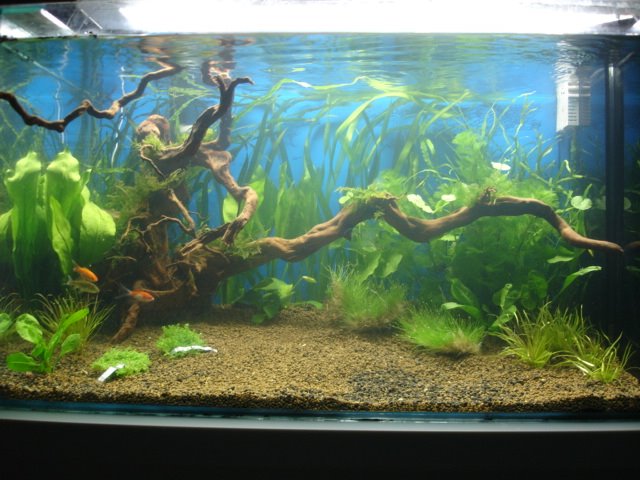 Maia's Tank pictures