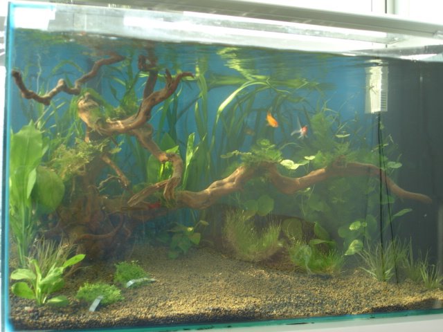 Maia's Tank pictures