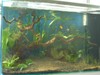 Maia's Tank pictures